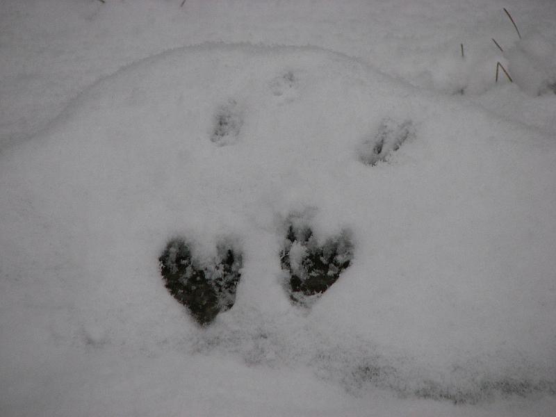 2008-12-07_First_Snow 017.jpg
